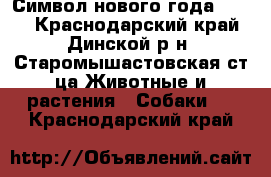 Символ нового года !!!!! - Краснодарский край, Динской р-н, Старомышастовская ст-ца Животные и растения » Собаки   . Краснодарский край